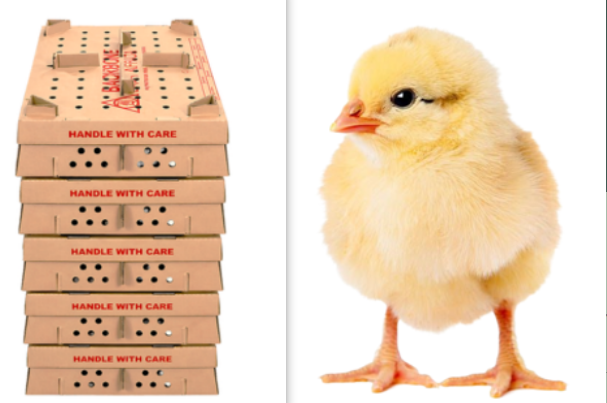 Day-Old Broiler Chicks