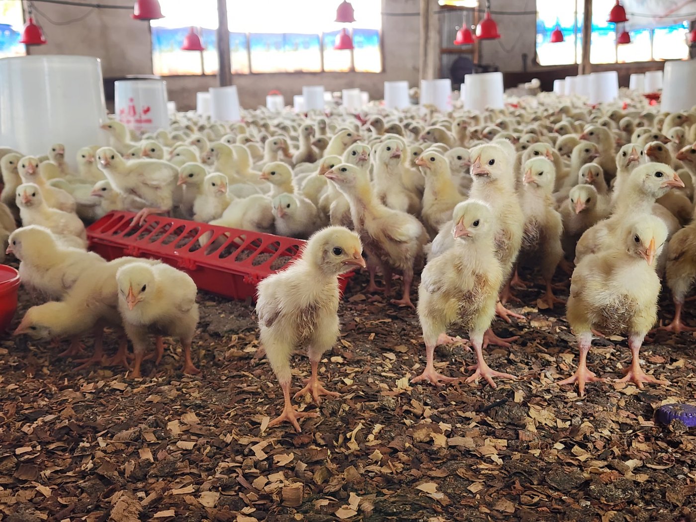 Birds actively feeding, with strong feed intake observed across the flock.