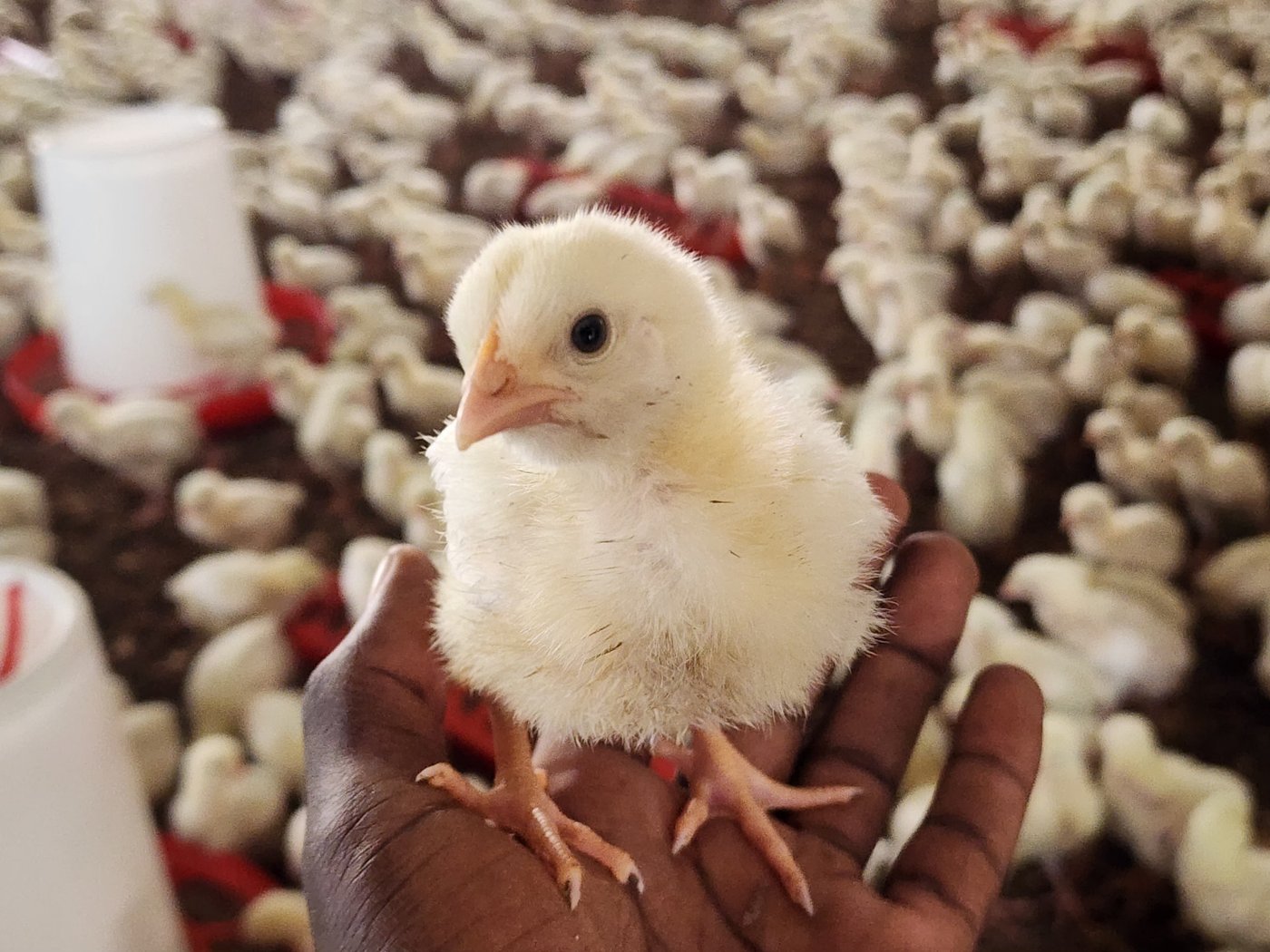 Healthy birds with good feather coverage and active behavior, indicating strong growth performance.