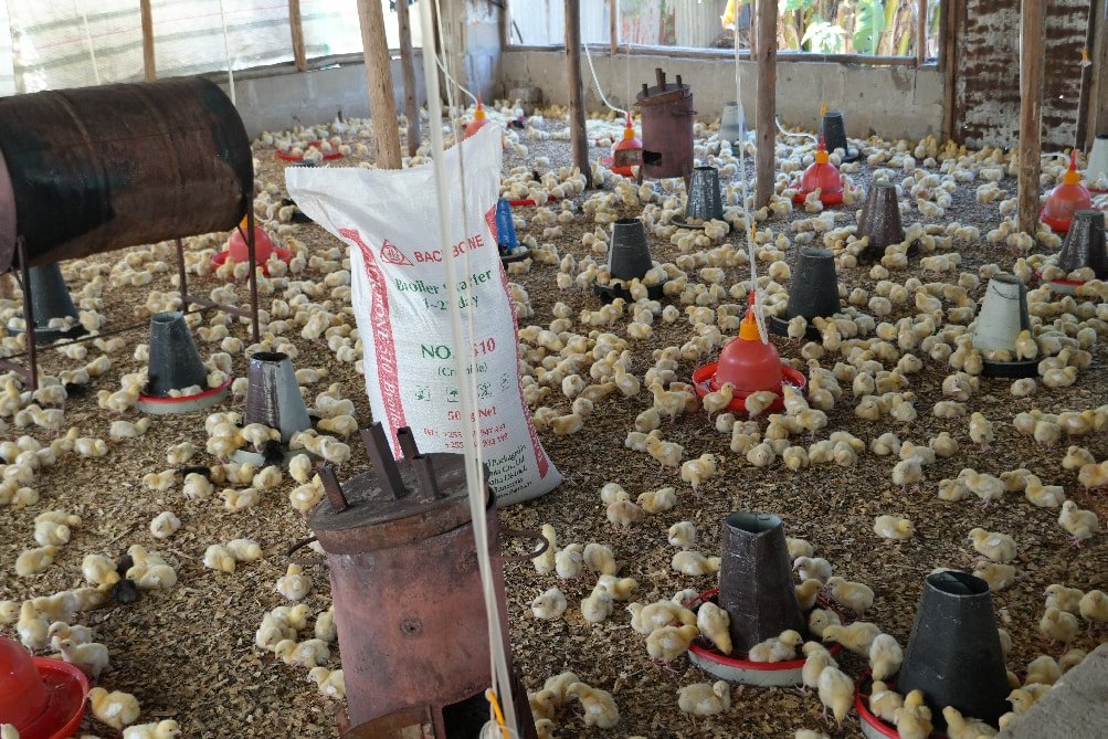 Dorine Gregory Temu's Farm