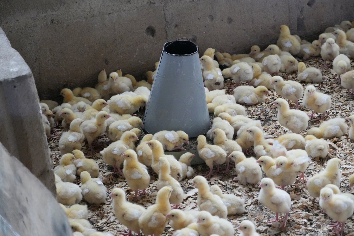 Healthy birds with excellent feather coverage and active behavior, indicating good health and strong growth performance.