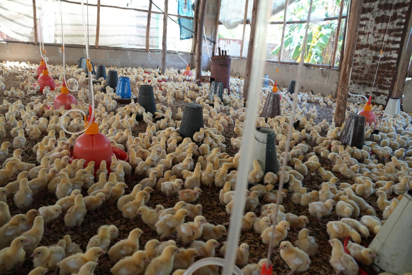 The chicks are active, alert, and lively, demonstrating high energy levels and encouraging signs of healthy growth and development.