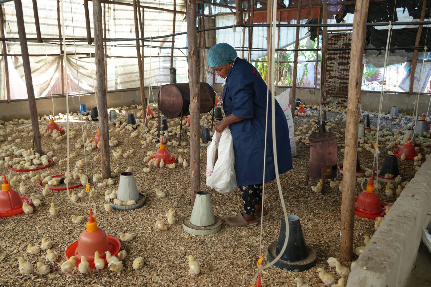 The farmer is providing Backbone Chicks Starter Feed to the chicks using feeding trays inside the poultry house during the farm visit.