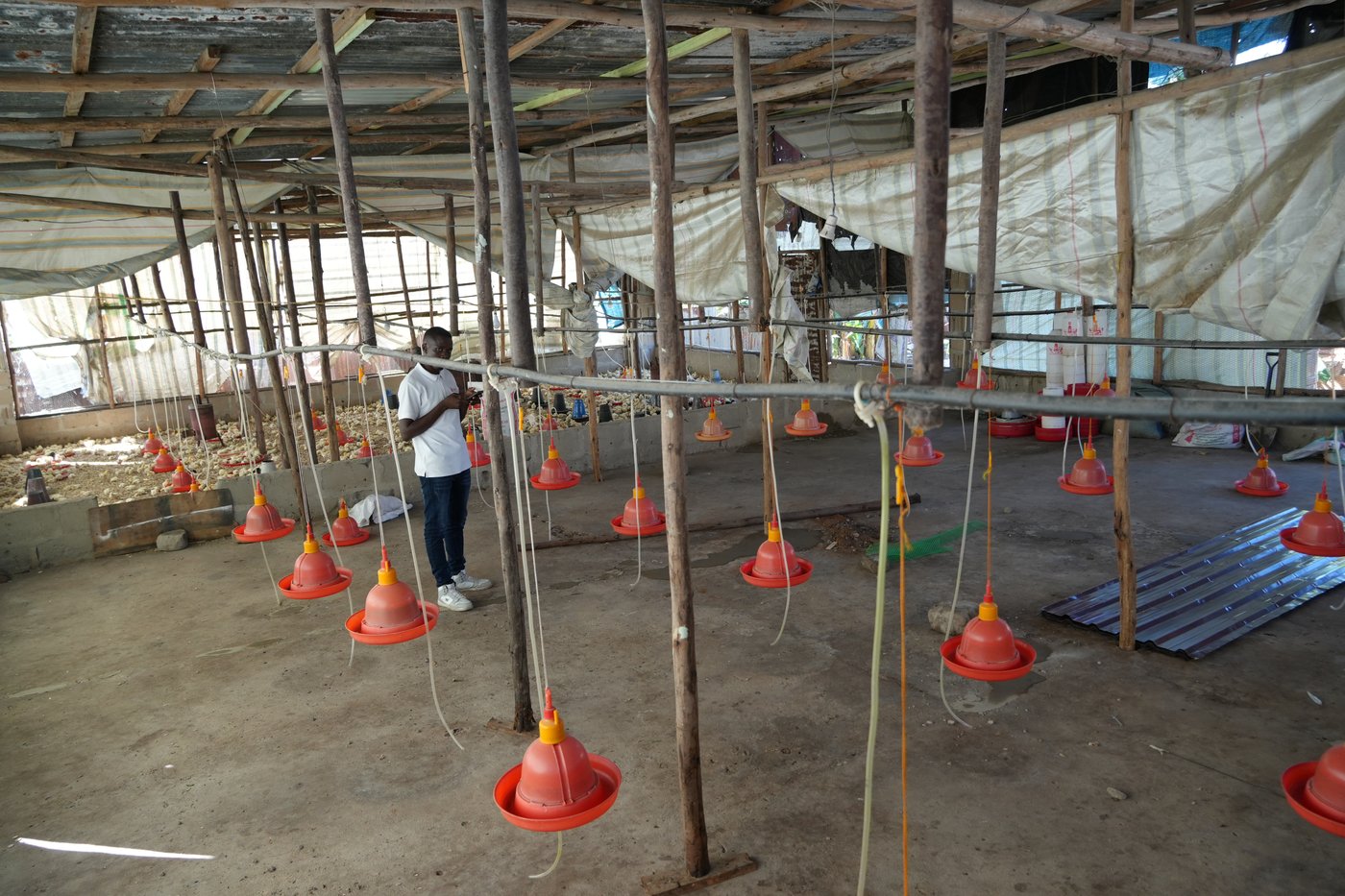 An open section of the poultry house being prepared to accommodate chicks transitioning from the brooding stage to the growing stage.