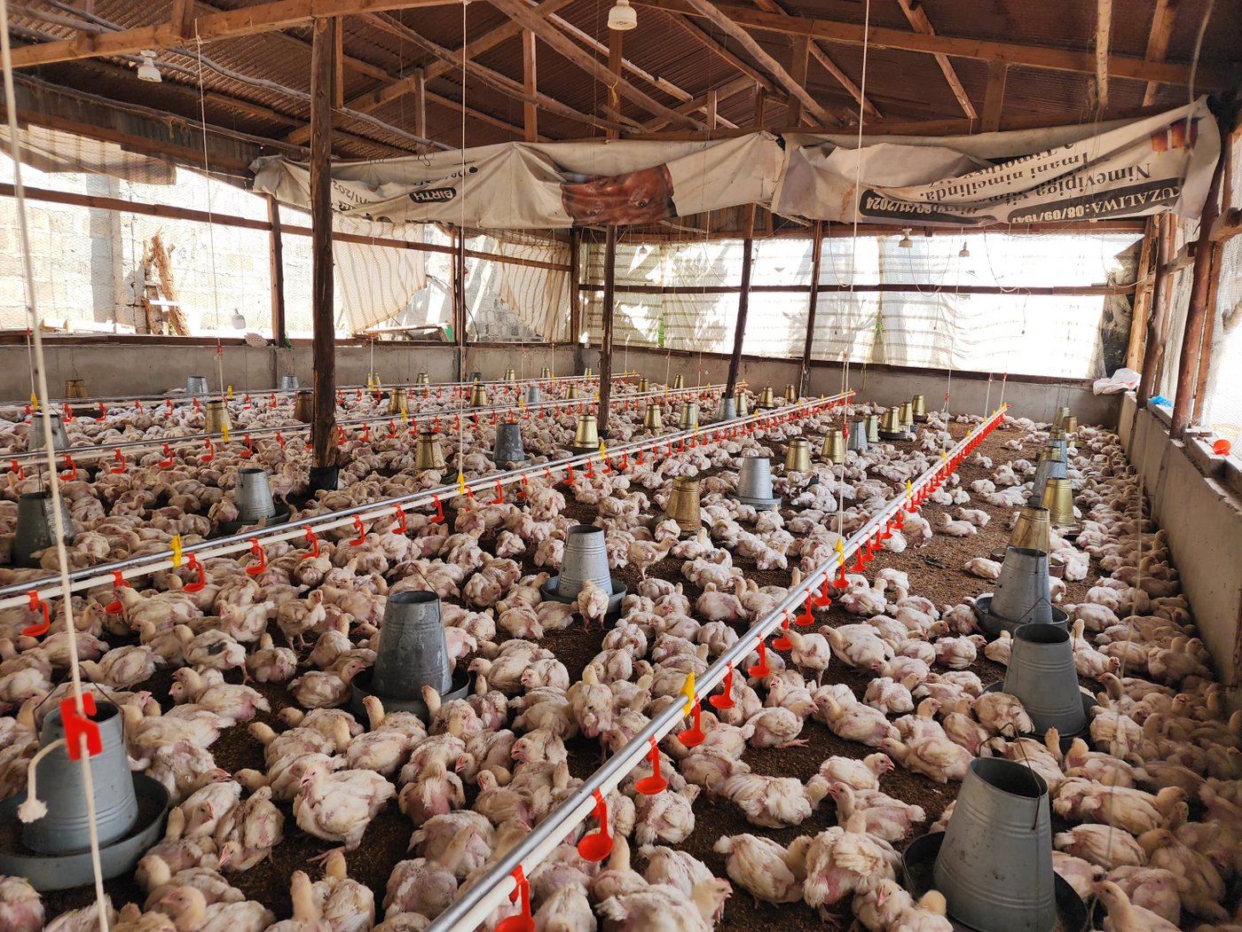 Kawamala Farm's Farm