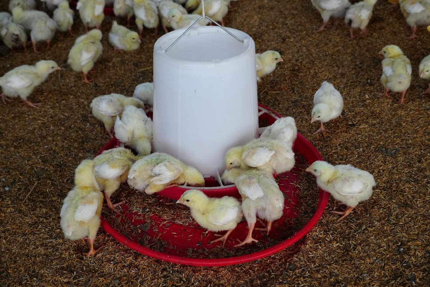 Birds actively feeding, with strong feed intake observed across the flock.