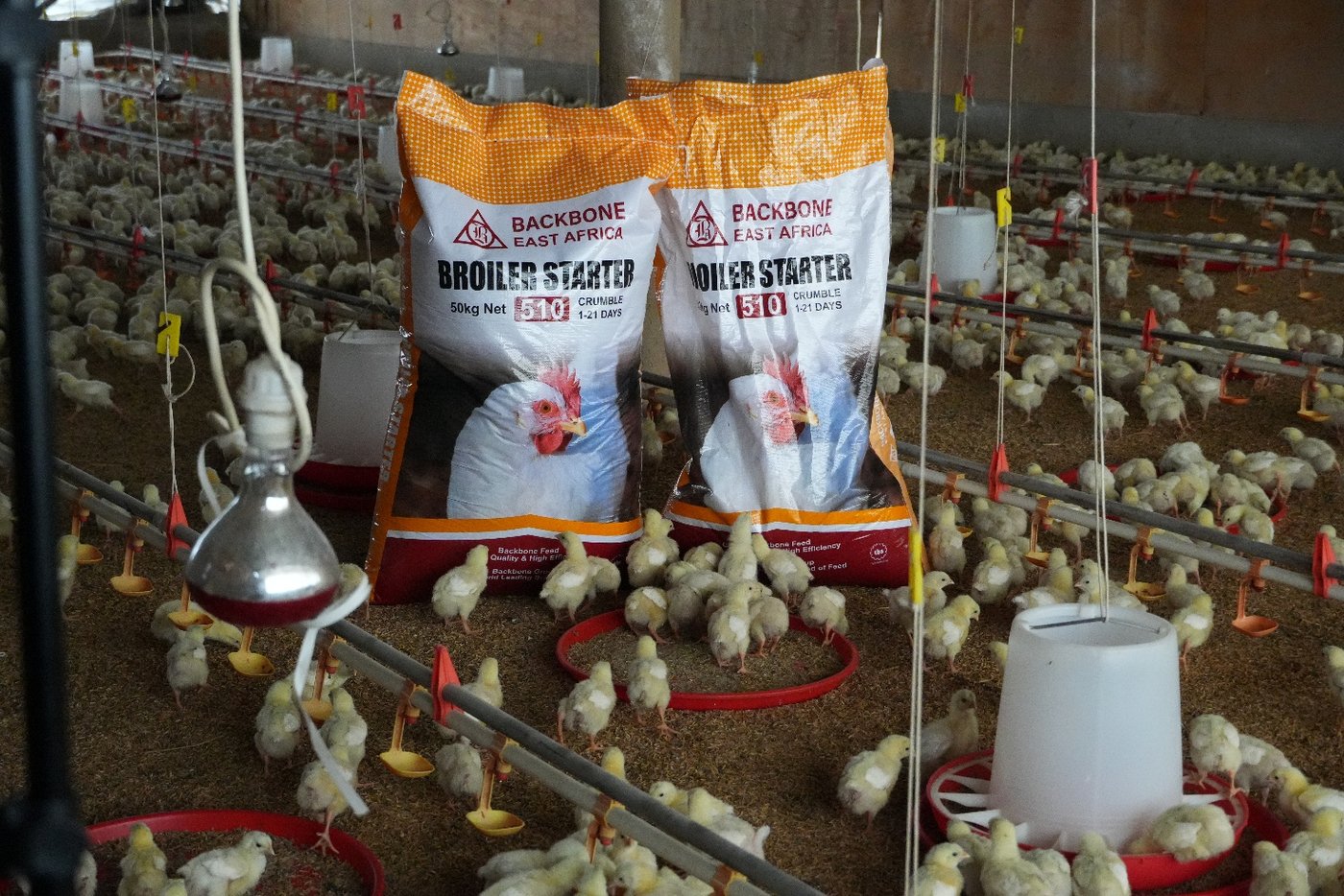 Backbone Super Grower feed in use on the farm.