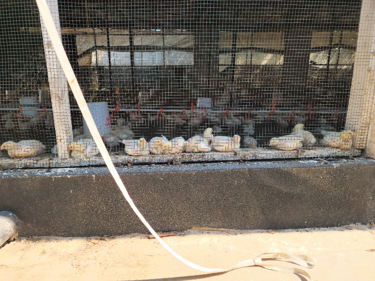 Overview of the poultry house showing clean, well-ventilated conditions and uniform bird distribution.