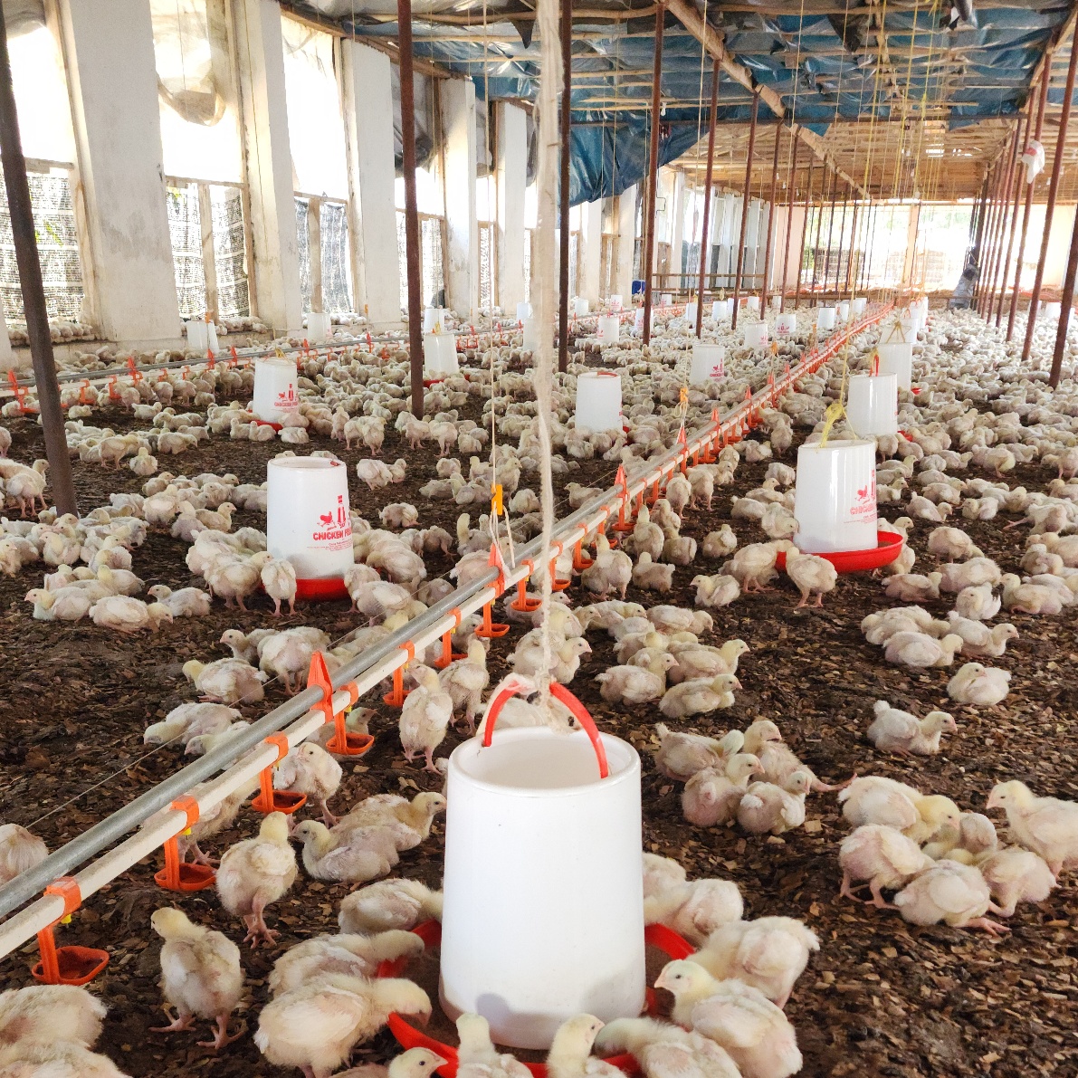 Wide-angle view of the farm showing feeding infrastructure, bird density, and overall management standards.